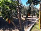 Аренда шале в оливковом саду в районе Лапта, недалеко от моря